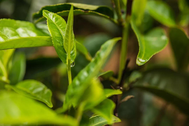 津乔普洱茶