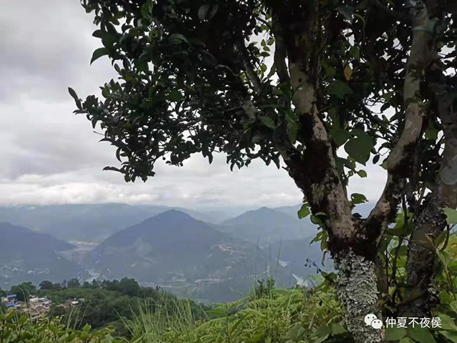 平河寨普洱茶