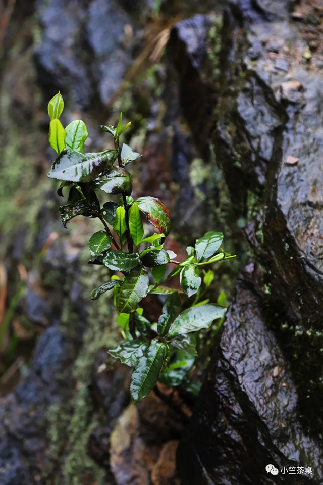 藏王寨遇见老崖野茶