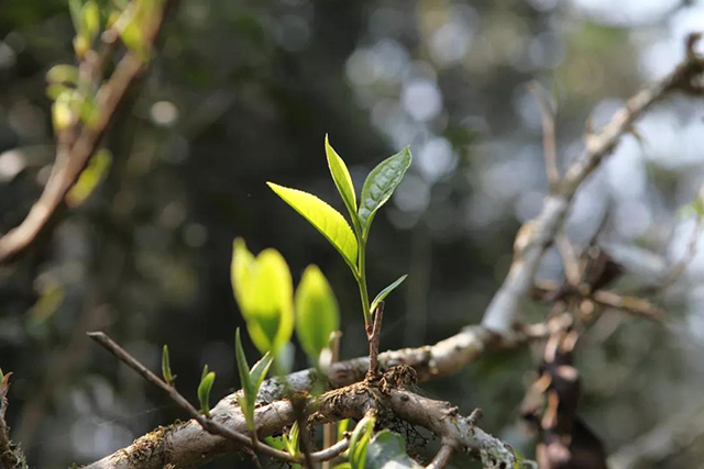 古树茶芽叶