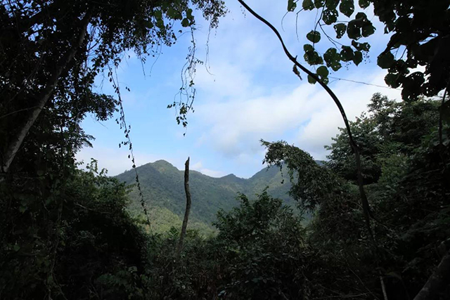 古茶林的生态环境
