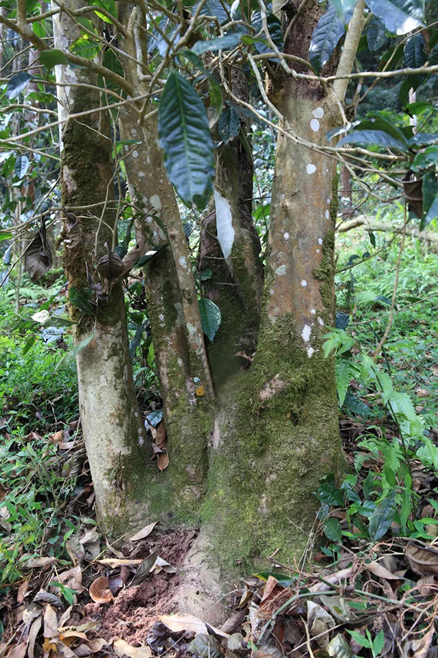 同庆河古茶树