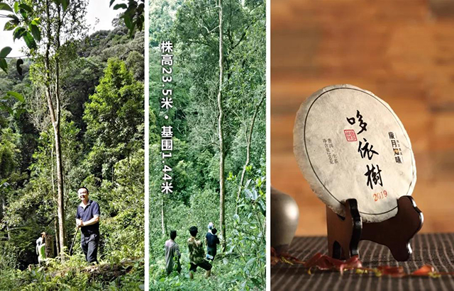 2019岁月知味哆依树普洱生茶