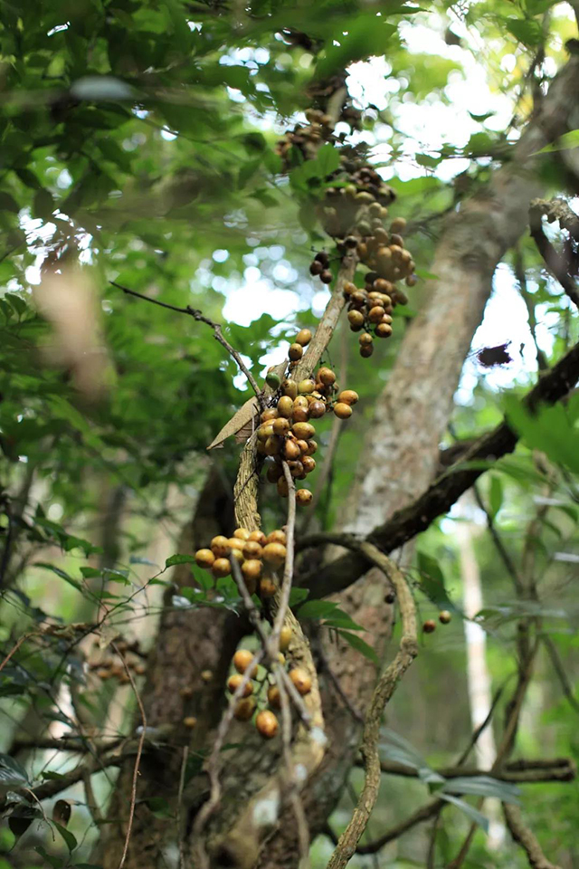 岁月知味百花潭普洱茶