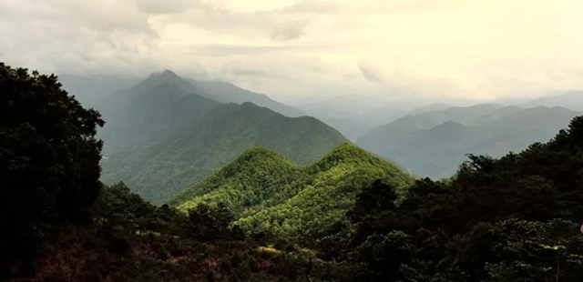 岁月知味高山兰若