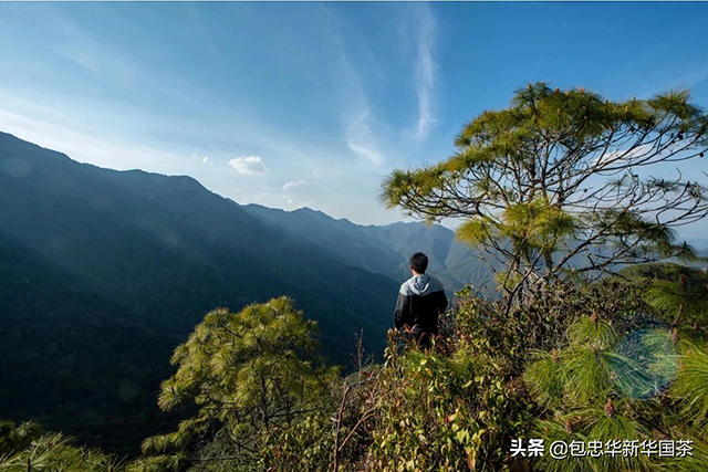 罗东山万亩野生茶树群落