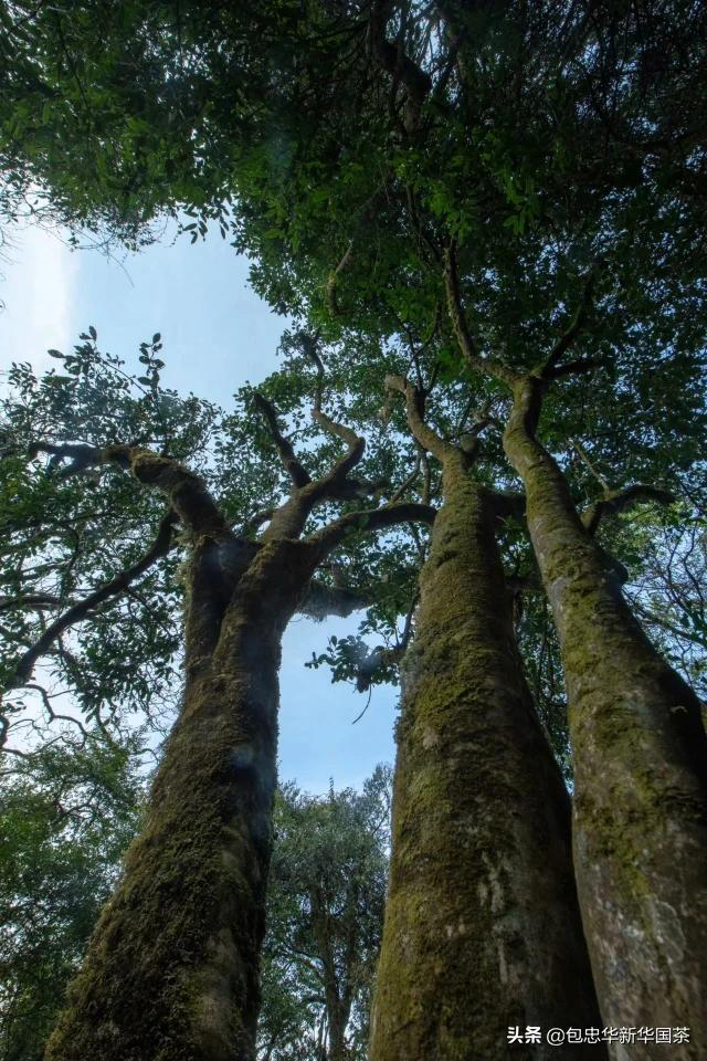 罗东山万亩野生茶树群落