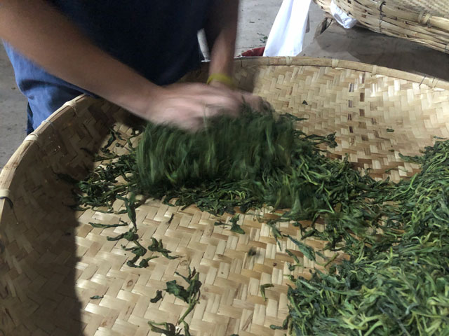 普洱茶揉捻