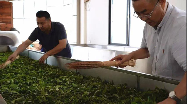 中吉号茶业班章茶王