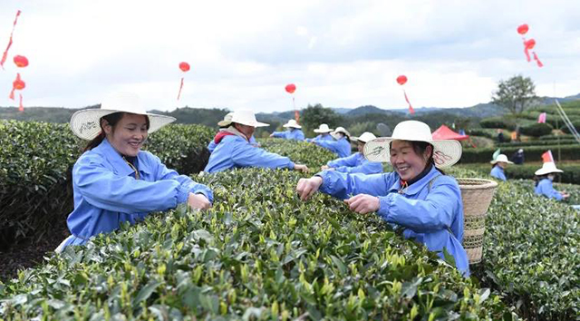 第二届中国政和白茶开茶节上茶农在采摘茶芽