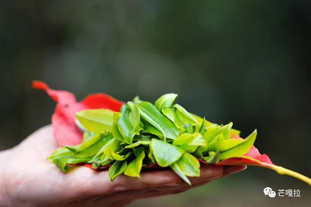 芒嘎拉勐海印象普洱茶