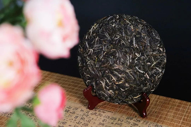 正皓茶头采春茶