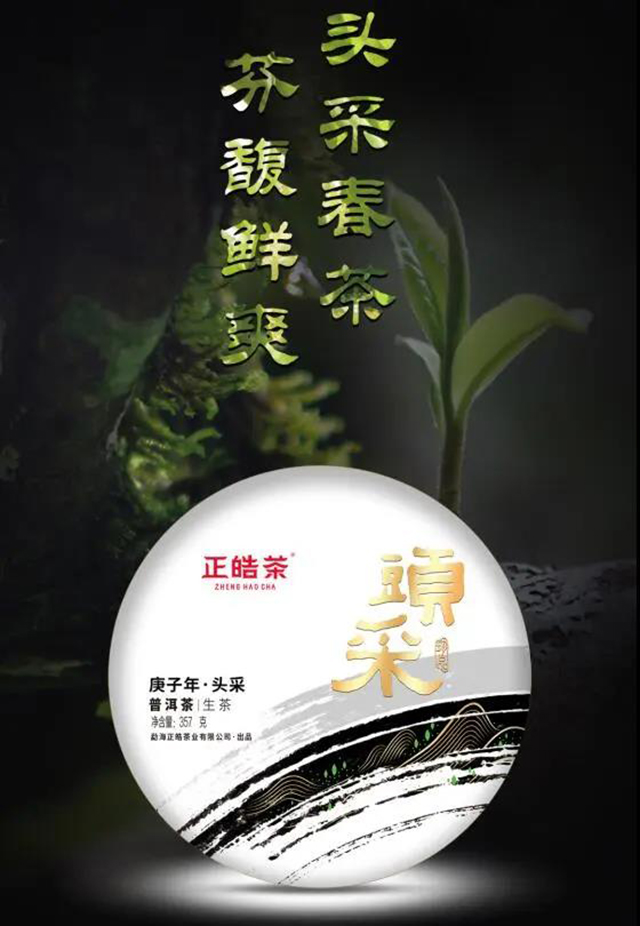 正皓茶头采春茶