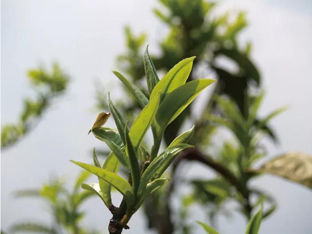 勐库大叶种茶