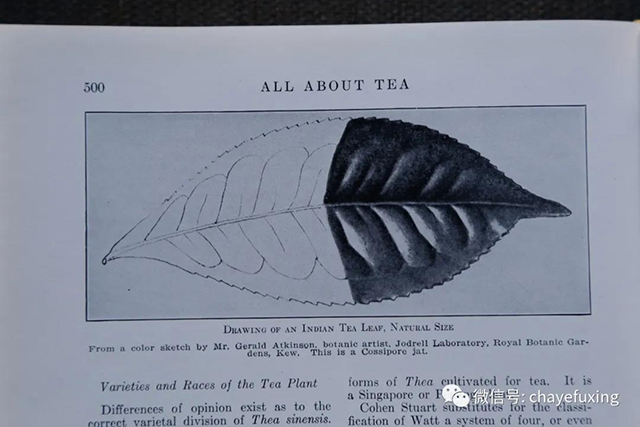茶业复兴茶书展第1展柜
