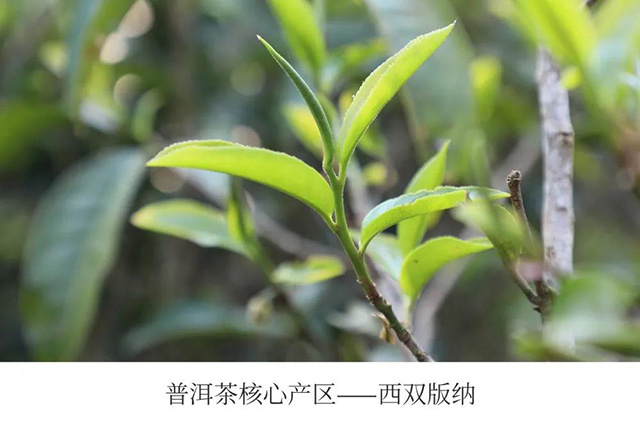 2020年老同志7548普洱茶