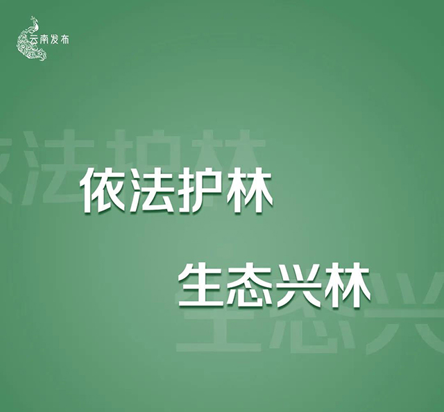 云南将严厉打击种茶毁林等破坏森林资源违法违规问题