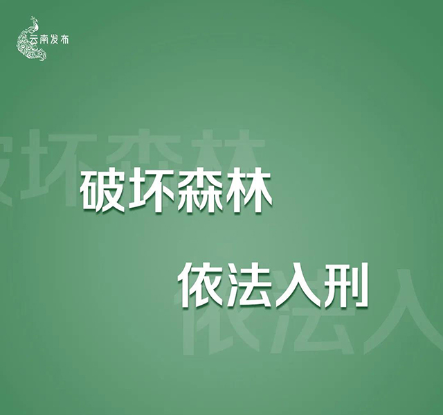 云南将严厉打击种茶毁林等破坏森林资源违法违规问题