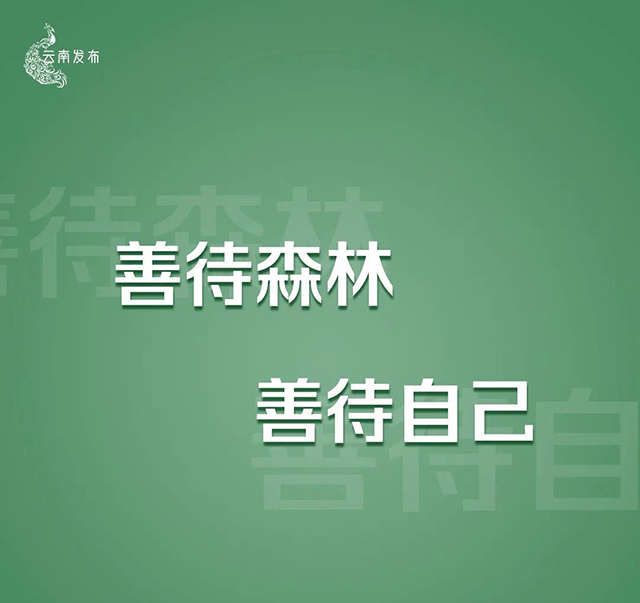 云南将严厉打击种茶毁林等破坏森林资源违法违规问题