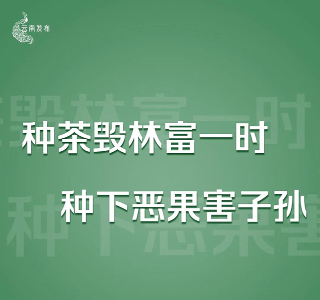 云南将严厉打击种茶毁林等破坏森林资源违法违规问题