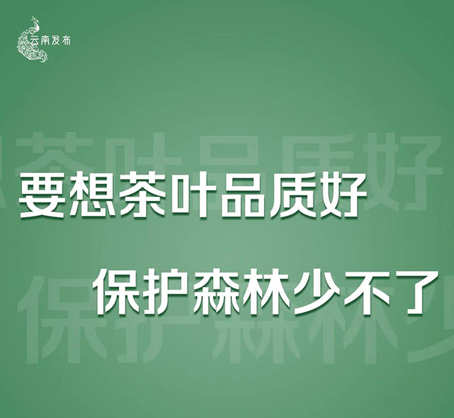 云南将严厉打击种茶毁林等破坏森林资源违法违规问题