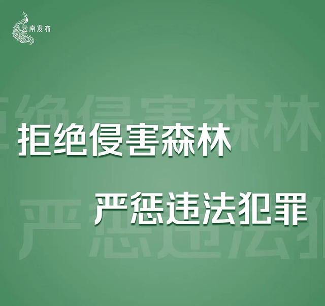 云南将严厉打击种茶毁林等破坏森林资源违法违规问题