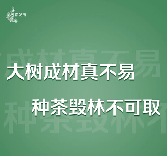 云南将严厉打击种茶毁林等破坏森林资源违法违规问题