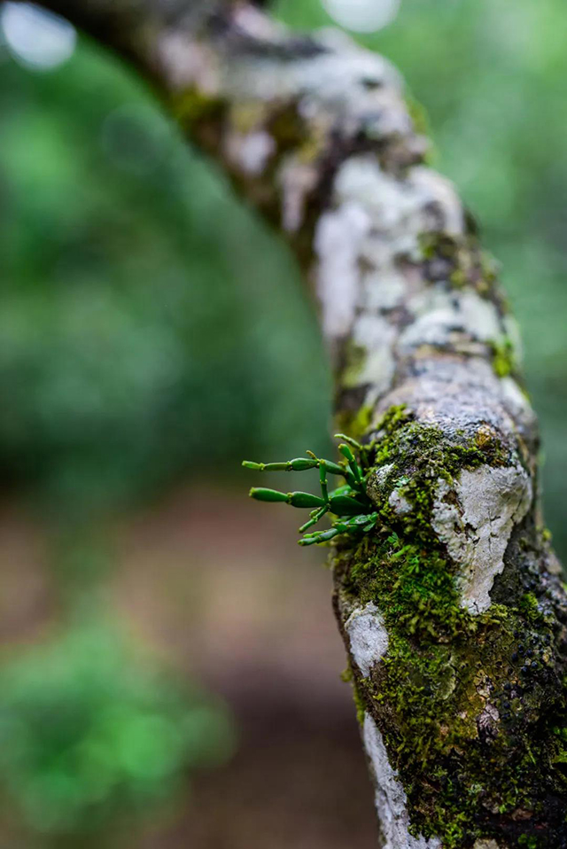 龙润茶云海景迈普洱茶