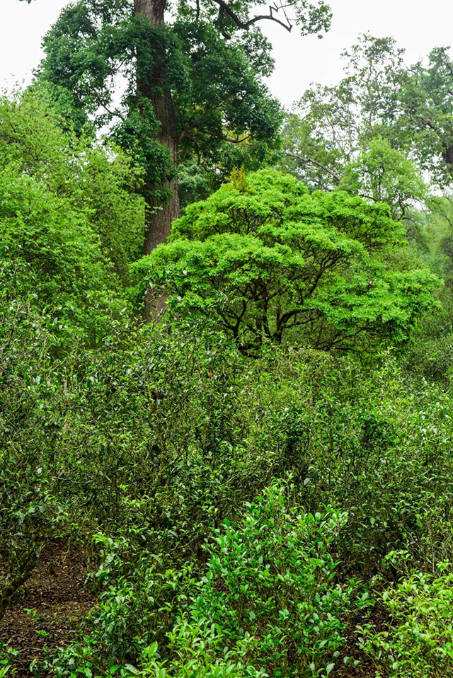 龙润茶云海景迈普洱茶