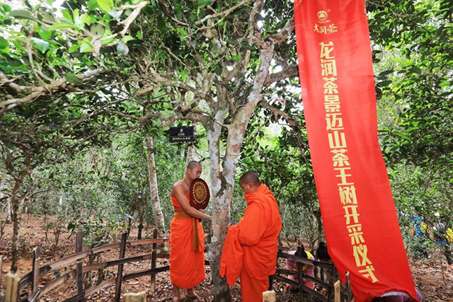 龙润茶云海景迈普洱茶