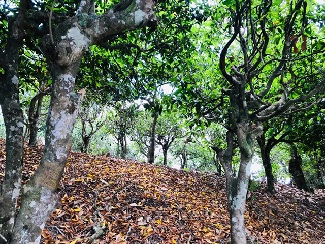 龙润茶云海景迈普洱茶