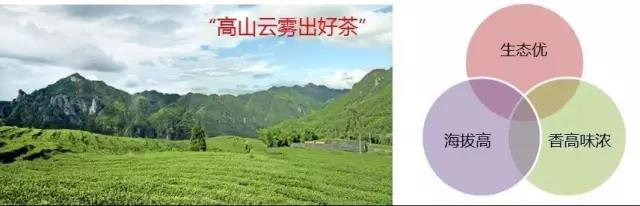 云根茶业白茶