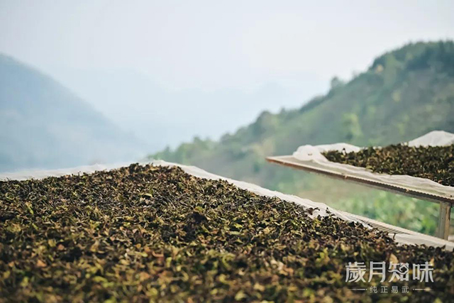 岁月知味阳光易白白茶