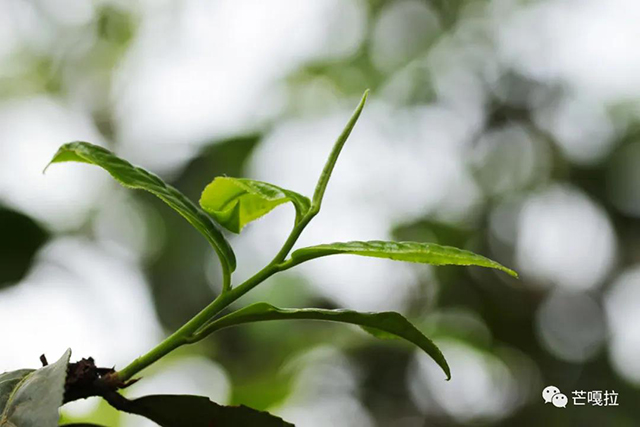 芒嘎拉帕沙古树茶