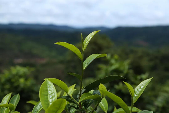 福海班章有机茶