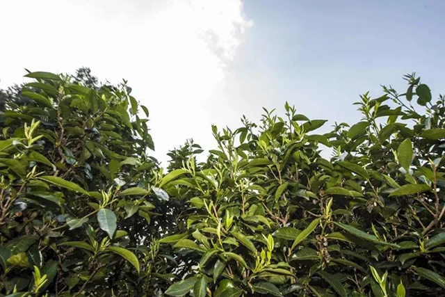 凤凰窝古树茶普洱茶