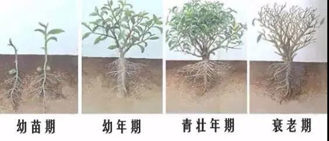 茶树不同时期根系