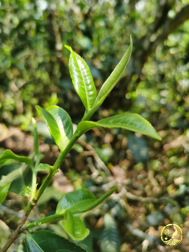 福今茶业