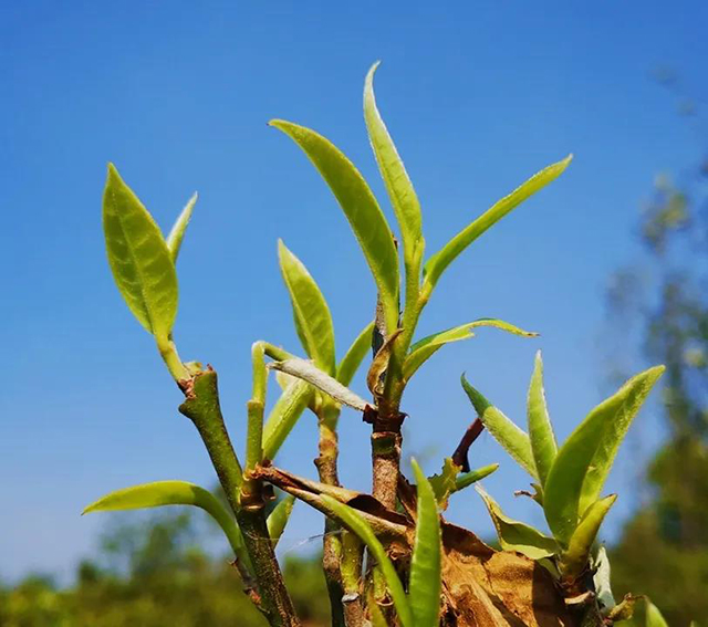 正皓茶茶山行