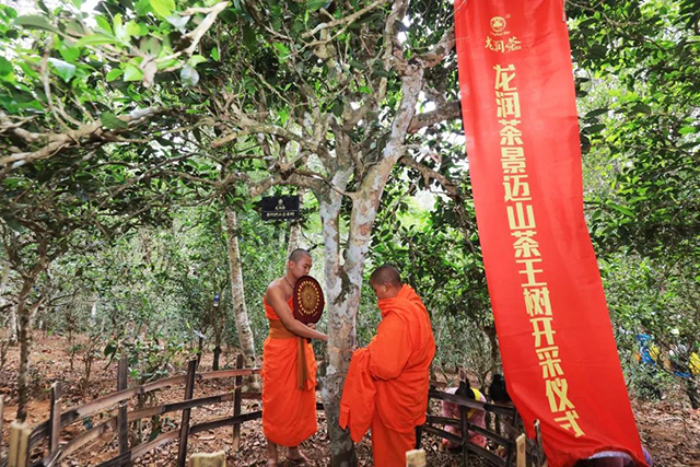 云南龙润茶业景迈古茶山