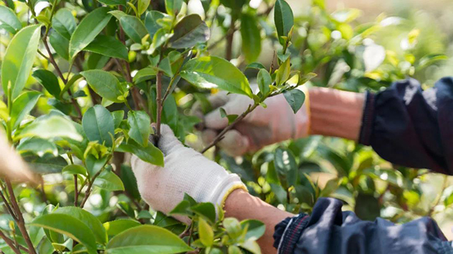 炜业单丛茶叶