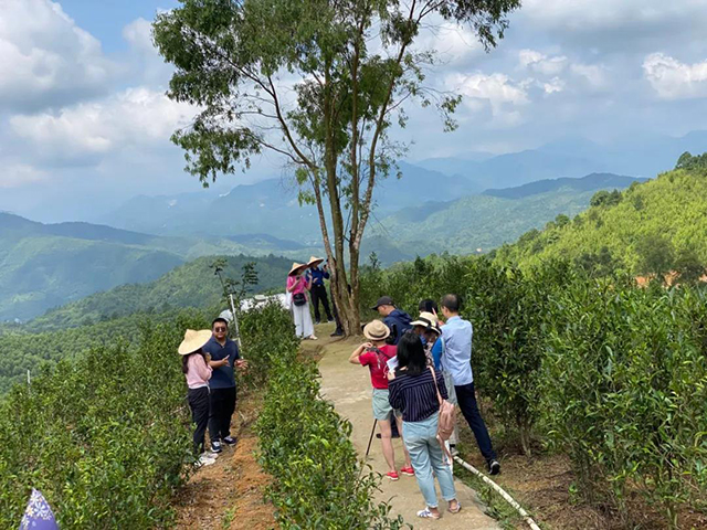 炜业单丛茶叶