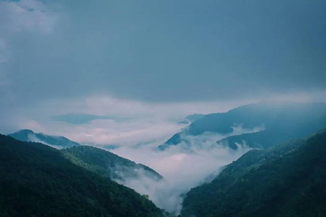 凤凰窝普洱茶