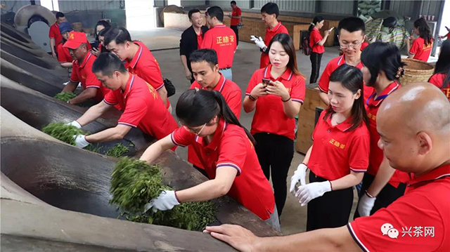 正皓茶云南茶山研学之旅