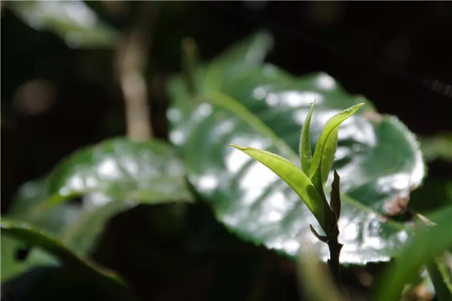 福元昌普洱茶