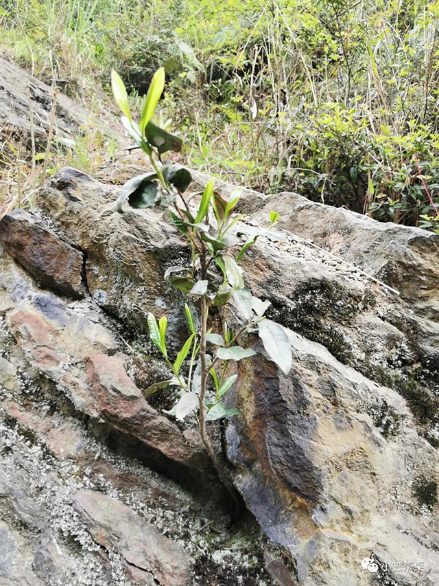 藏王寨老崖野茶