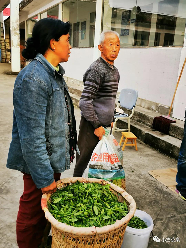 藏王寨老崖野茶