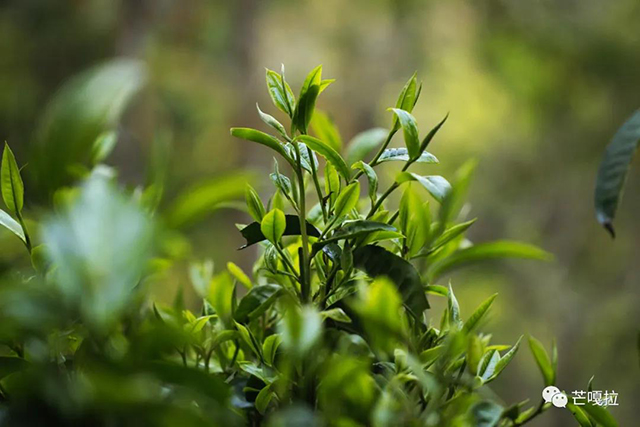 芒嘎拉贺开古树茶普洱茶生茶