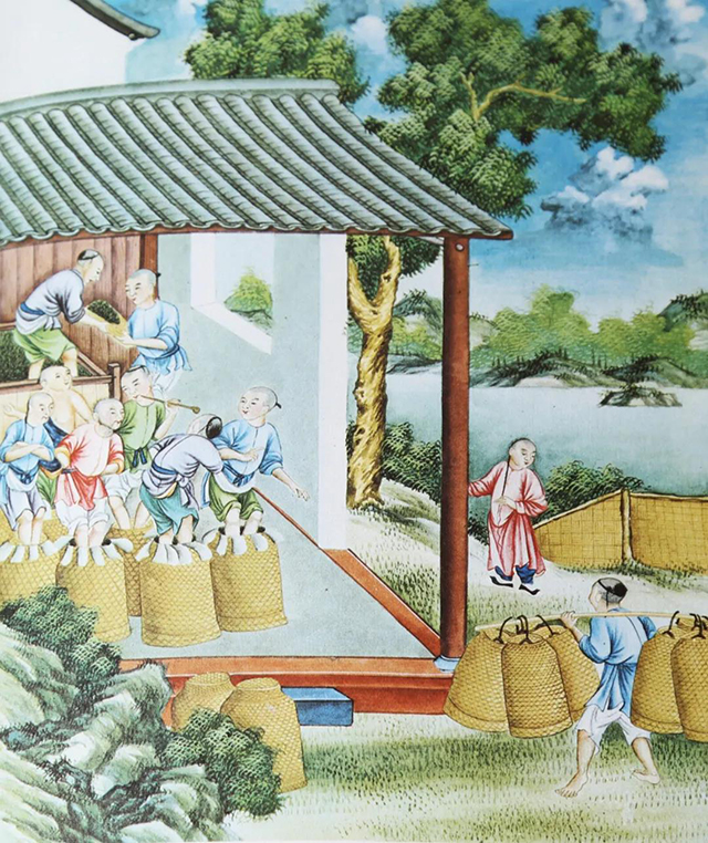 清代中国制茶图