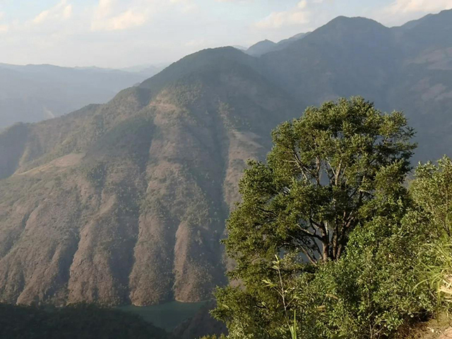 长发山古茶山